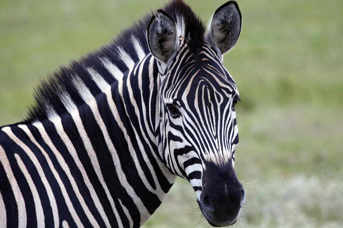 Risolto il rebus della zebra, a strisce per confondere gli insetti