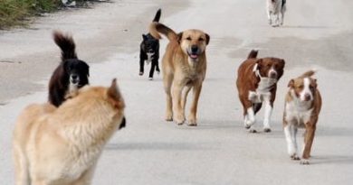 Caserta. Si salva per miracolo da un branco di cani randagi