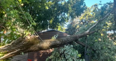 Caserta. Ancora danni post nubifragio. Cade un albero in piazza