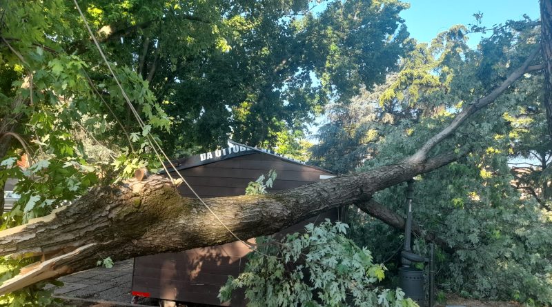 Caserta. Ancora danni post nubifragio. Cade un albero in piazza