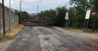 VIDEO. Strada interrotta da un grosso albero caduto