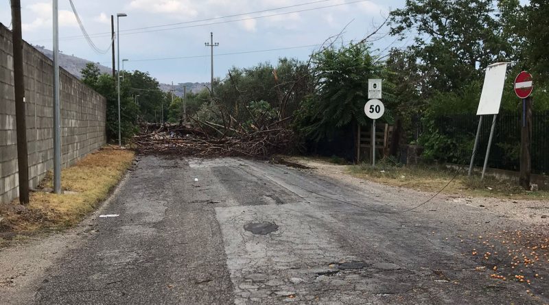 VIDEO. Strada interrotta da un grosso albero caduto