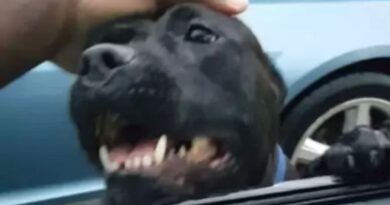 Terrore in centro: 2 pittbull scappano dall’auto ed aggrediscono un cagnolino