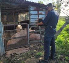 GRAZZANISE (CE): I CARABINIERI FORESTALE DELLA STAZIONE DI CASTEL VOLTURNO E DEI SERVIZI VETERINARI DELL’ASL DI CASERTA SCOVANO UN MACELLO CLANDESTINO