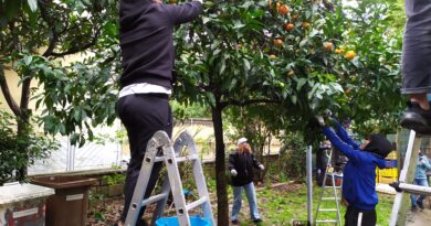 Raccolta delle arance in villetta Giaquinto a Caserta