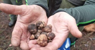 Al via progetto Regione Campania per il tartufo di Castel Volturno