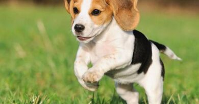 Padrone muore per infarto all’aeroporto di Bari. La sua cagnolina Nintendo è rimasta sola