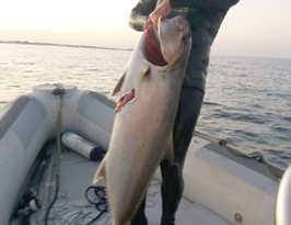 Pescata ricciola di 37 Kg a San Cataldo