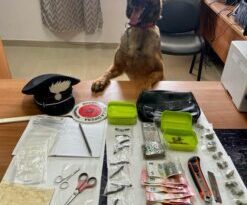 VILLA LITERNO (CE). IL CANE ANTIDROGA LUNA RECUPERA UN BORSELLO CON 110 GR. DI DROGA. VENTIDUENNE ARRESTATO DAI CARABINIERI PER SPACCIO.