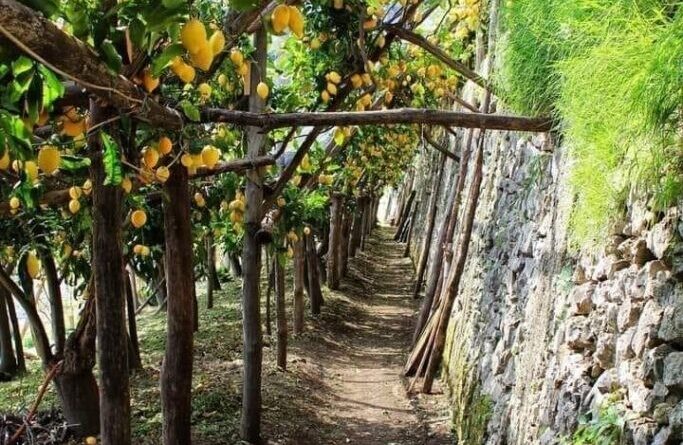 I segreti del successo del Sentiero dei Limoni