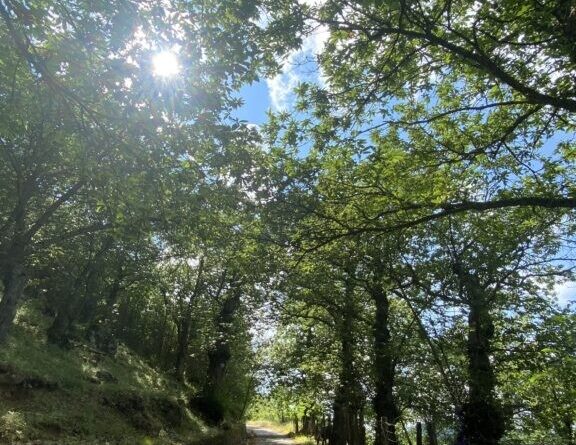 Roccamonfina: il Forest Bathing all’Orto della Regina