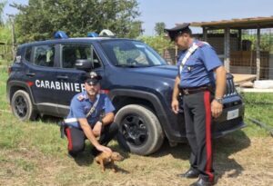 SAN FELICE A CANCELLO (CE). ALLEVAMENTO ABUSIVO DI PITBULL SCOPERTO DAI CARABINIERI. DENUNCIATO TRENTASETTENNE.