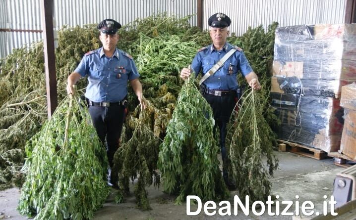 Beccati con piante di marijuana in casa. Denunciati dai Carabinieri