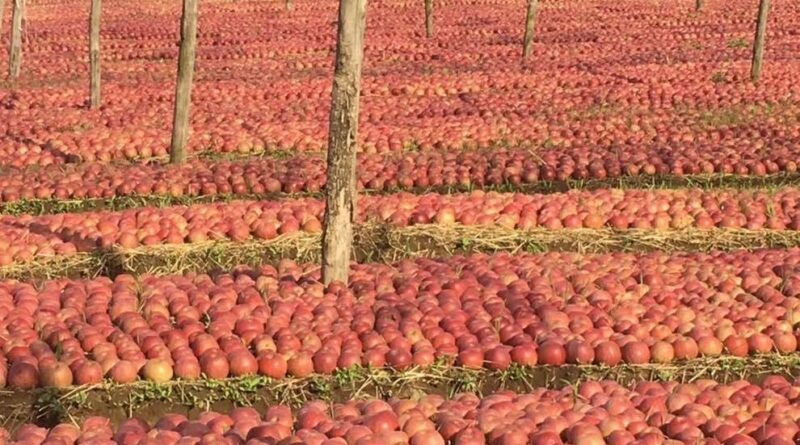 XXIX ed. della Festa della Mela ai piedi dell’acquedotto vanvitelliano