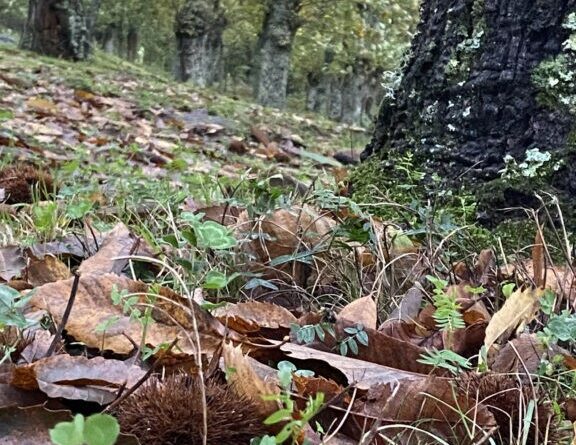 Caserta – Crisi del settore castanicolo: Consiglio di Amministrazione del Consorzio Distretto della Castagna e del Marrone della Campania ne discute