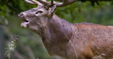 Selfie mania, turista cerca di farsi una foto con un cervo e si ritrova con le costole rotte