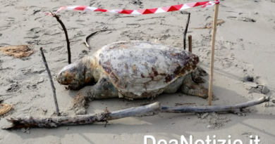 Grande tartaruga marina del peso di 200 kg circa morta in spiaggia a San Cataldo in Puglia. A darne notizia con rammarico l’Associazione “Sportello dei Diritti”