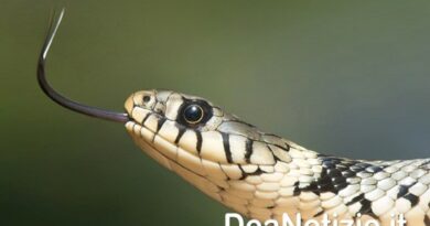 Scienziati, ad un passo dalla realizzazione dell’antidoto universale contro i morsi di serpente