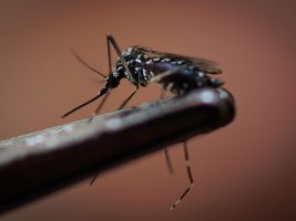 Dengue. L’infettivologo Cauda: “Nessun allarme, ma sorveglianza e attenzione”