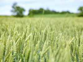 Agricoltura ed Europa: si avvicina la resa dei conti