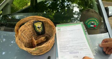 Continua il prelievo illegale di Funghi nel Parco Regionale di Roccamonfina.