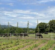 Esperienza in fattoria: la famiglia Pagliuca ad Alvignano è sinonimo di tradizione e genuinità.