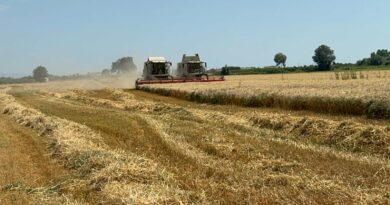 Raccolta del grano sui terreni confiscati alla camorra, grande soddisfazione di Terra Verde e di Agrorinasce