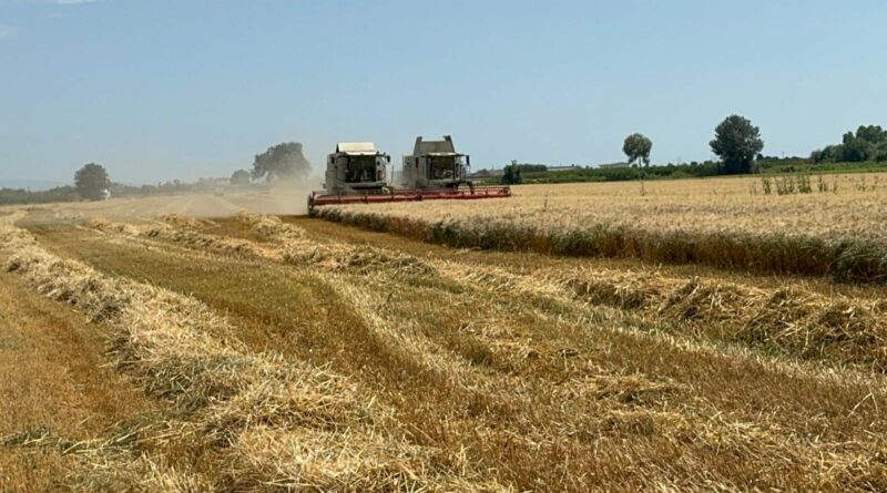 Raccolta del grano sui terreni confiscati alla camorra, grande soddisfazione di Terra Verde e di Agrorinasce