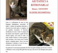 S.O.S. /UNA GATTINA E’ PER CERTE PERSONE COME UNA DI FAMIGLIA: SMARRITA A MADDALONI / RICOMPENSA PER SEGNALAZIONE ALLA NOSTRA REDAZIONE O A BIANCA ( PROPRIETARIA) 320. 3925095