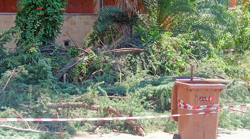 Il Rione Vanvitelli continua a soffrire, alberi caduti minacciano la vita dei cittadini. 