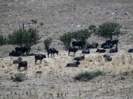 Siccità. Ferreri (Coldiretti Sicilia): “Situazione grave ma l’acqua non manca. Servono progetti intelligenti per utilizzarla meglio”