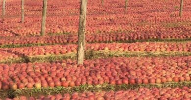 Valle di Maddaloni – Fermento nelle attività della Pro Loco, attesa per la Festa della Mela