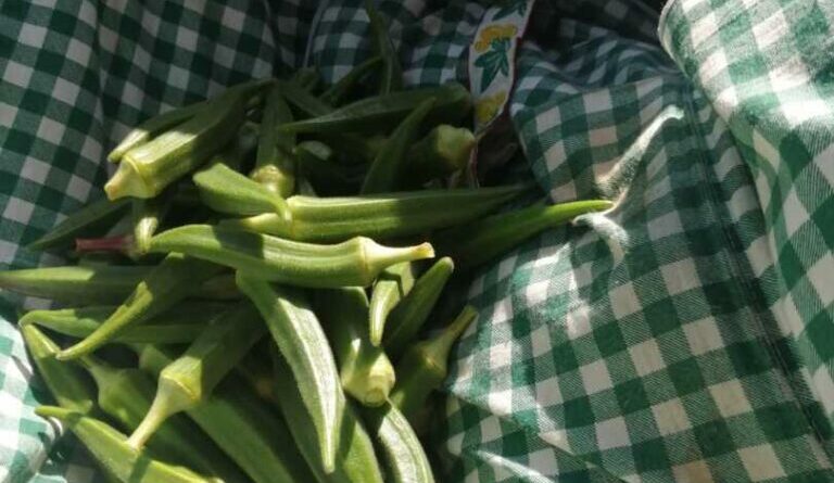 Alla scoperta dell’okra