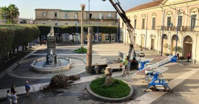 Marcianise. La festa del crocifisso, parte con le nuove palme nelle due piazze principali.