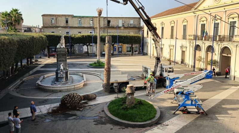 Marcianise. La festa del crocifisso, parte con le nuove palme nelle due piazze principali.