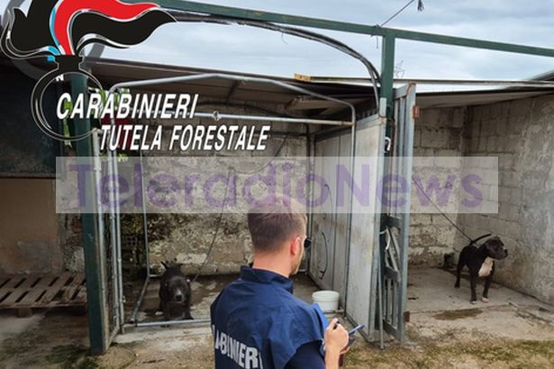 Villa di Briano. Detenevano cani maltrattati in struttura abusiva: tutto sequestrato dai Carabinieri-Forestale