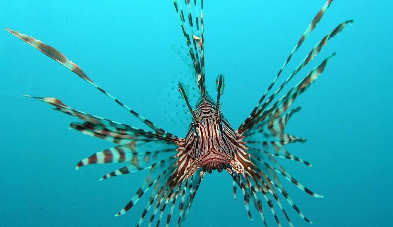 IL PESCE SCORPIONE INVADE L’ITALIA: UN PERICOLO MARINO FALLE SPINE VELENOSE