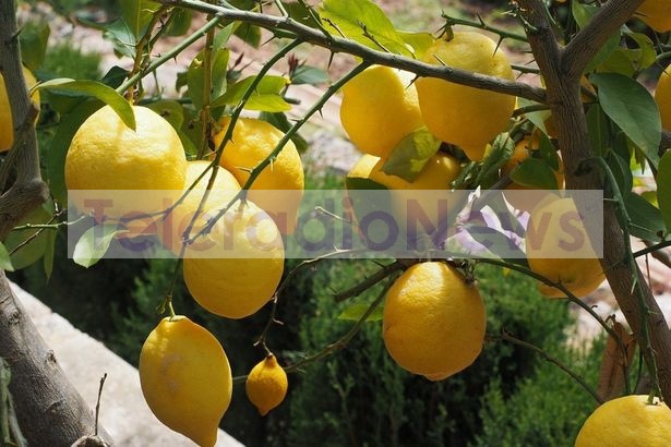 Montecorice (SA). Piantiamo limoni a Cosentini: lo chiedono al sindaco centinaia di concittadini e personalità