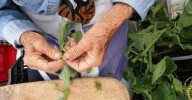 Minestra “strenta” di zucchine