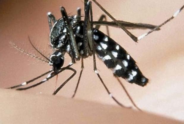 PRIMO CASO DI FEBBRE WEST NILE NEL CASERTANO: ALLARME E MISURE DI PREVENZIONE A FRANCOLISE