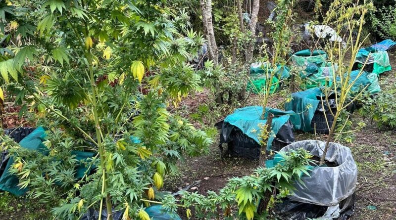 Questura di Caserta: le attività di contrasto allo spaccio di stupefacenti della Polizia di Stato