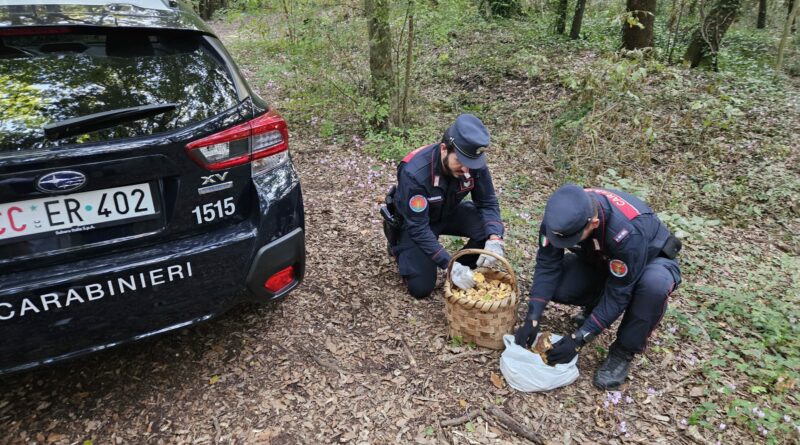 Raccoglieva illecitamente funghi nel “Bosco di San Silvestro” . Denunciata dai Carabinieri