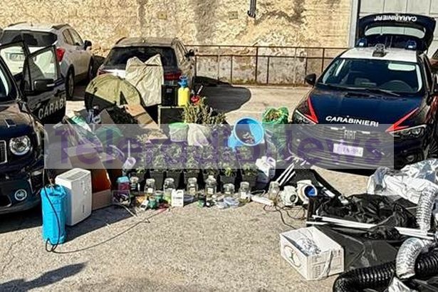 Casal di Principe. Coltiva e produce in casa marijuana da spaccio: 32enne arrestato dai Carabinieri